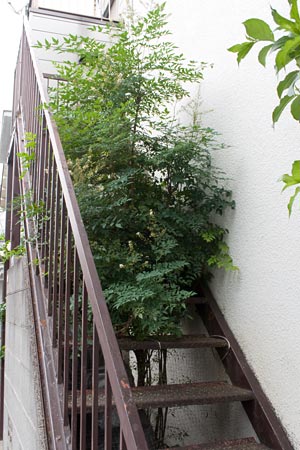 あるアパートの階段