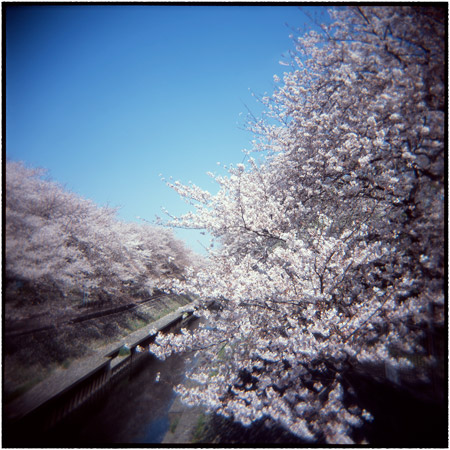 HOLGAで撮った桜の写真